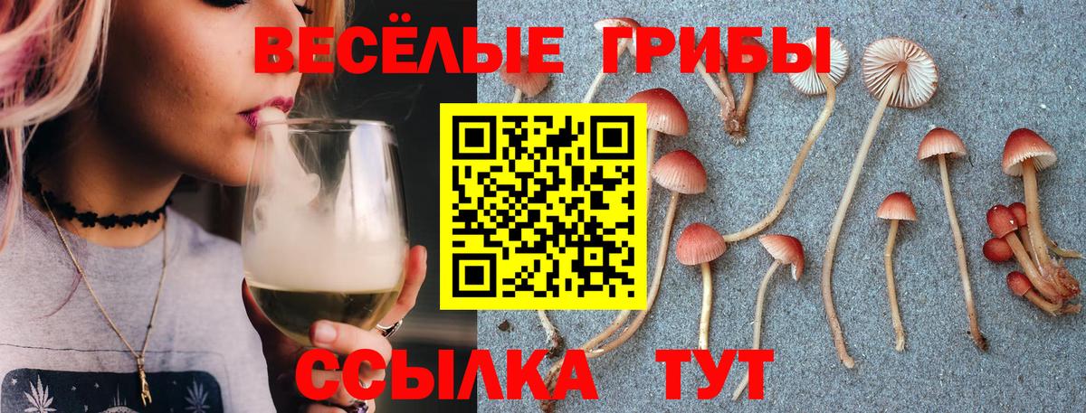 Асино  Псилоцибиновые грибы Cubensis  Вход с VPN 